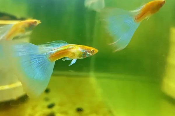 玻璃种孔雀鱼好不好养，养殖难度并不是很大