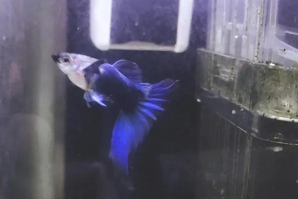 玻璃种孔雀鱼好不好养，养殖难度并不是很大