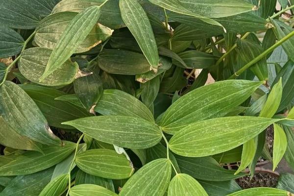 黄精适合栽在哪些地区，适合种植在湖北、四川、贵州等地