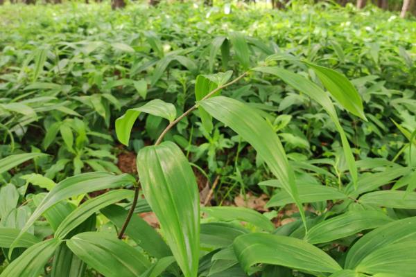 黄精适合栽在哪些地区，适合种植在湖北、四川、贵州等地