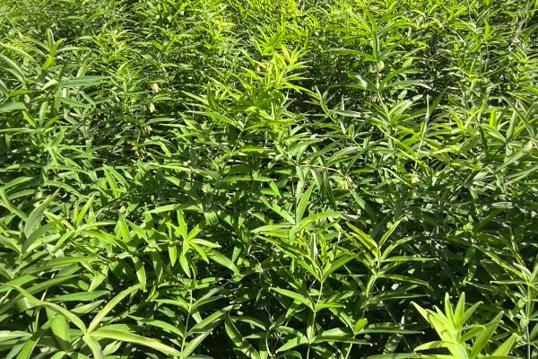 黄精适合栽在哪些地区，适合种植在湖北、四川、贵州等地