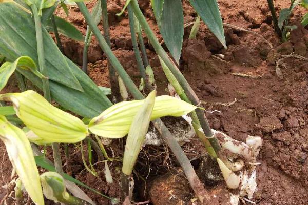 黄精适合栽在哪些地区，适合种植在湖北、四川、贵州等地