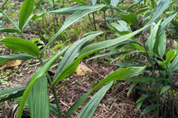 黄精适合栽在哪些地区，适合种植在湖北、四川、贵州等地