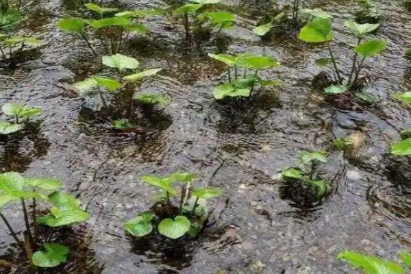 山葵有哪些种植条件，喜阴多湿的环境