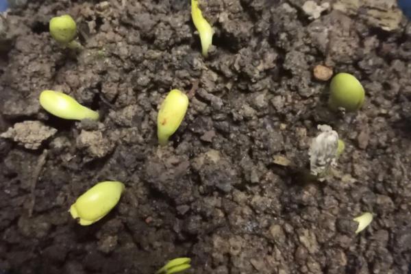 山葵有哪些种植条件，喜阴多湿的环境