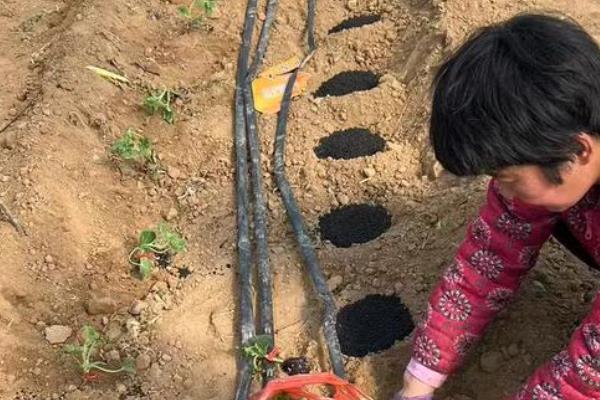 山葵有哪些种植条件，喜阴多湿的环境