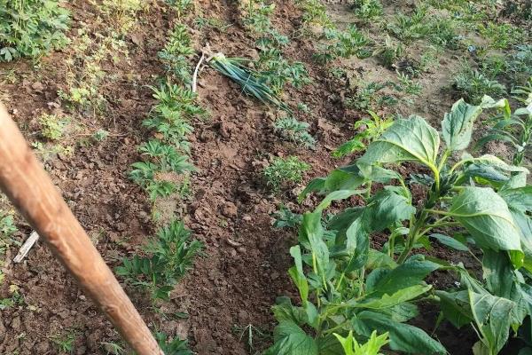 山葵有哪些种植条件，喜阴多湿的环境