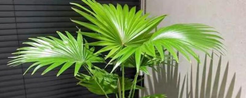 怎么养盆栽蒲葵，适合生长在较为肥沃的环境中