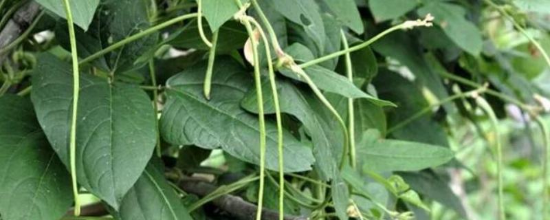 如何防止豆角落花落荚，移栽后要及时浇一次缓苗水