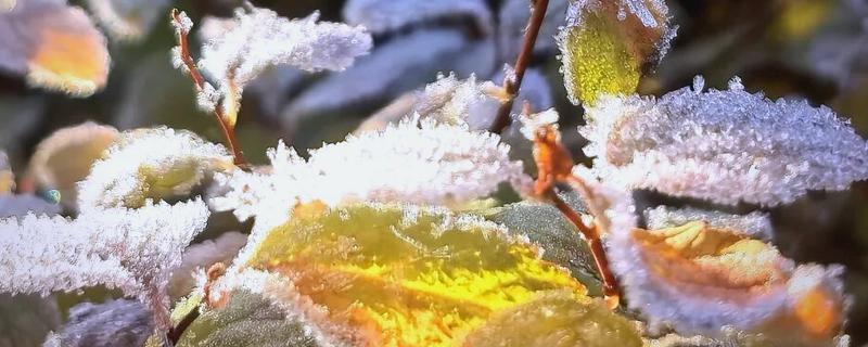 大寒的简介，天气寒冷到极点