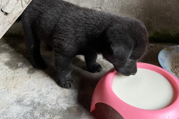 小狗能不能喝牛奶粉，饲喂后容易引发拉稀、呕吐等症状