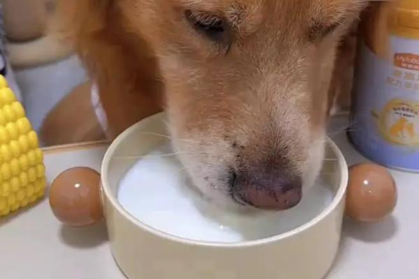 小狗能不能喝牛奶粉，饲喂后容易引发拉稀、呕吐等症状