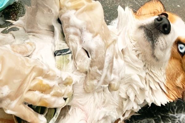 小狗能不能喝牛奶粉，饲喂后容易引发拉稀、呕吐等症状