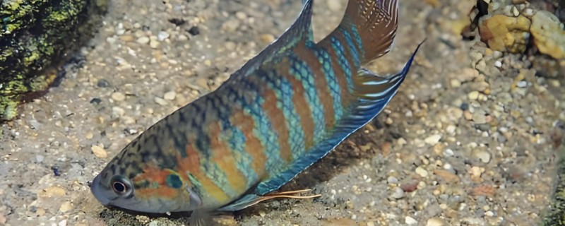 中国斗鱼怎么繁殖，成熟后会自然配对