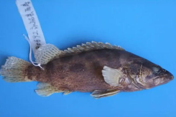 柳州鳜的特点，身体侧扁背缘呈浅弧形
