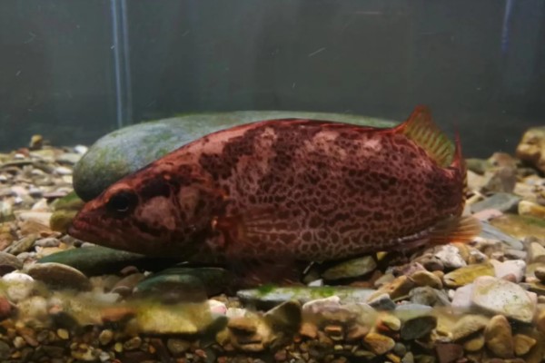 柳州鳜的特点，身体侧扁背缘呈浅弧形