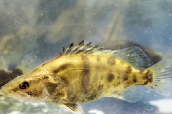 柳州鳜的特点，身体侧扁背缘呈浅弧形