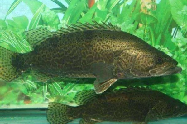 柳州鳜的特点，身体侧扁背缘呈浅弧形