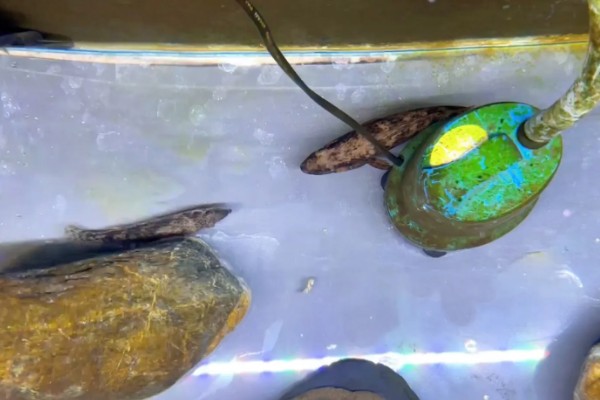 柳州鳜的特点，身体侧扁背缘呈浅弧形