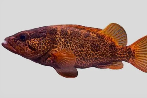 柳州鳜的特点，身体侧扁背缘呈浅弧形