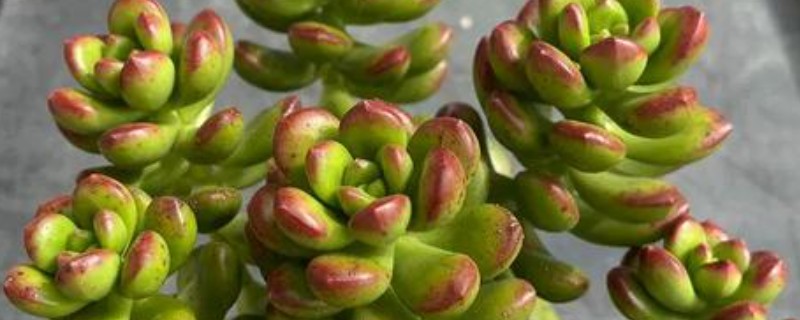 丸叶松绿的爆盆方法，平时追施经过稀释的肥料