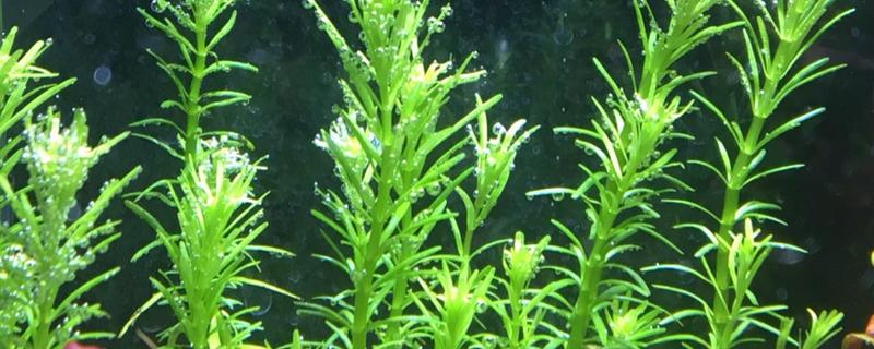 牛顿草水草好不好养，饲养难度较大
