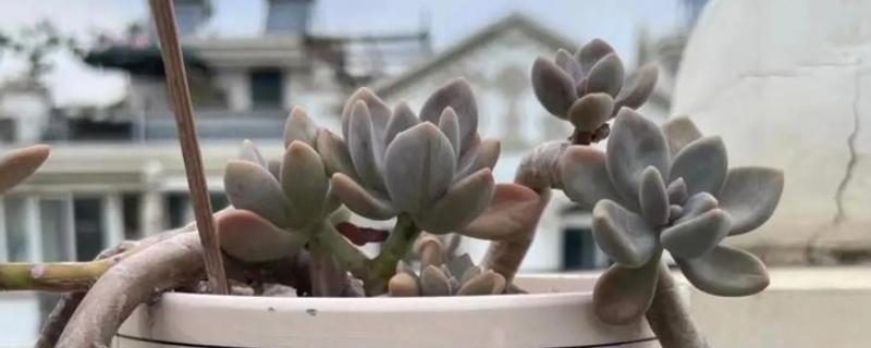 冬美人的打顶方法，对过长且没有幼芽的枝干进行短截