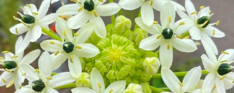 白花虎眼万年青的花期，在夏季7-8月份开花