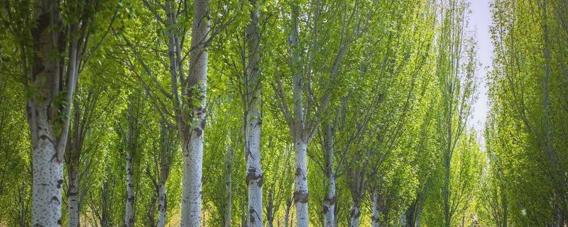 杨树的生长地区，主要在北半球的温带、寒温带地区生长