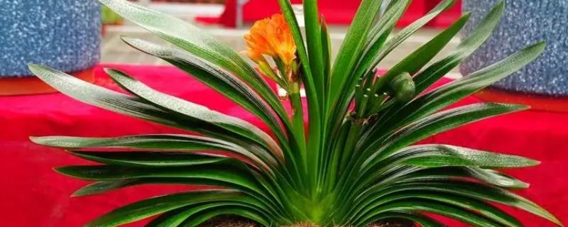 让君子兰长出群兰的方法，将根茎以上的枝条砍断