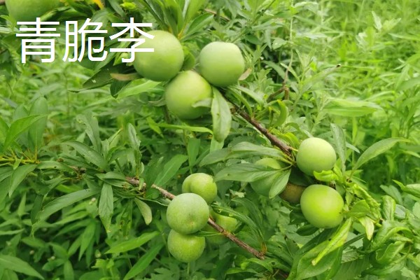市场需求量大的李子品种，有青脆李、蜂糖李等