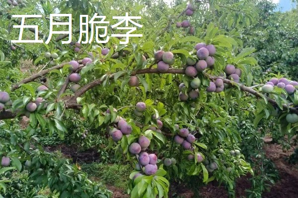 市场需求量大的李子品种，有青脆李、蜂糖李等