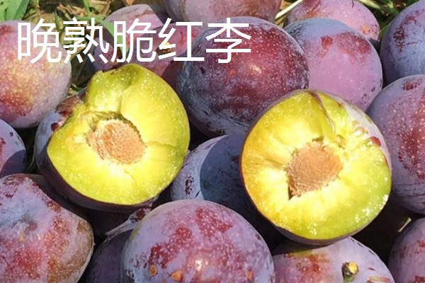 市场需求量大的李子品种，有青脆李、蜂糖李等