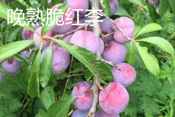 市场需求量大的李子品种，有青脆李、蜂糖李等