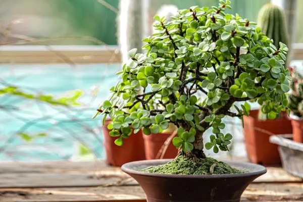 怎么让金枝玉叶爆盆，生长季节每隔半个月追肥一次