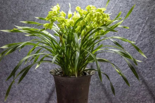春兰的作用,能起到装饰环境、净化空气等效果