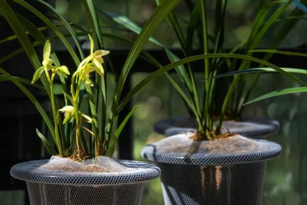 春兰的作用,能起到装饰环境、净化空气等效果