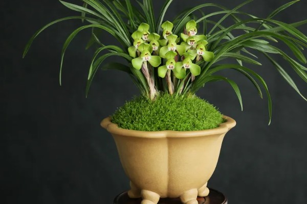 春兰的作用,能起到装饰环境、净化空气等效果