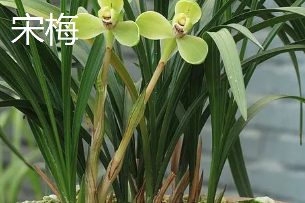 春兰的作用,能起到装饰环境、净化空气等效果