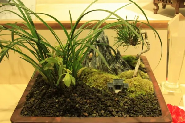 春兰的作用,能起到装饰环境、净化空气等效果