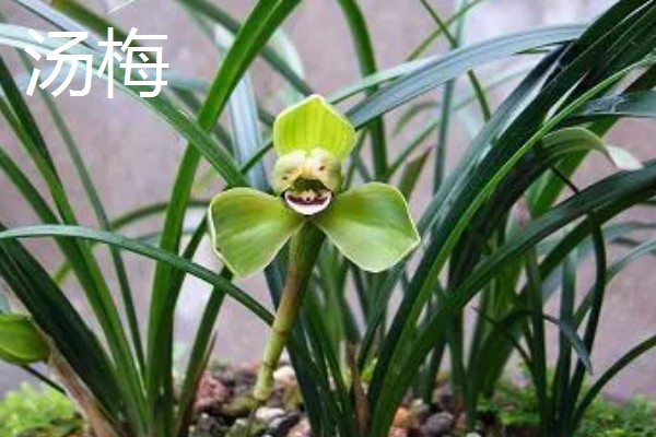 春兰的作用,能起到装饰环境、净化空气等效果