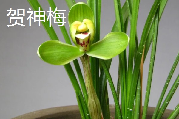 春兰的作用,能起到装饰环境、净化空气等效果