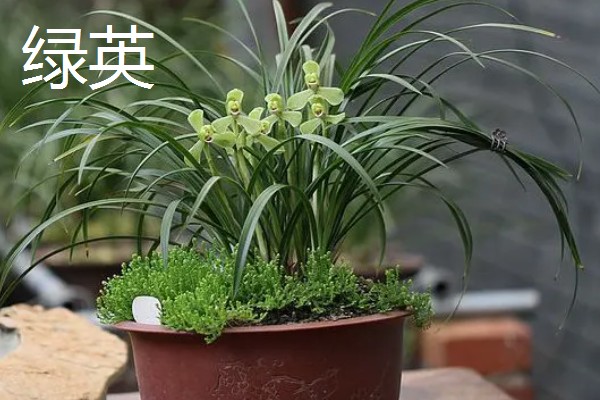 春兰的作用,能起到装饰环境、净化空气等效果