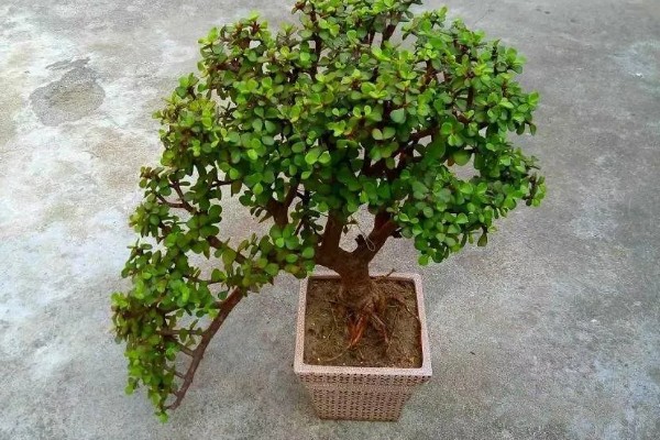 怎么让金枝玉叶爆盆，生长季节每隔半个月追肥一次