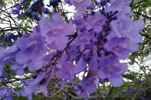 蓝楹花与蓝花楹的区别，二者没有区别