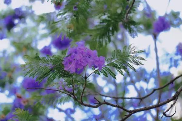 蓝楹花与蓝花楹的区别，二者没有区别