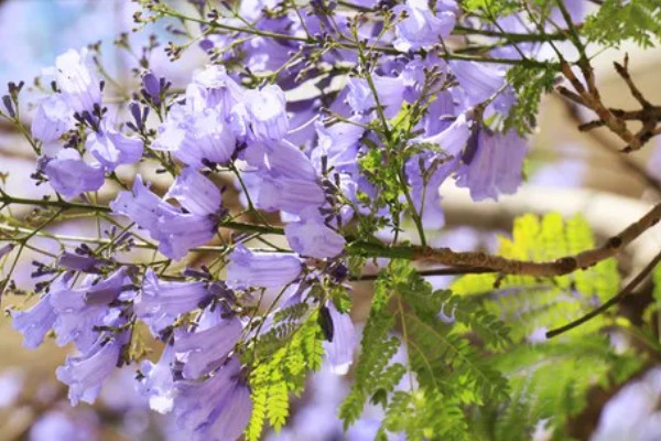 蓝楹花与蓝花楹的区别，二者没有区别