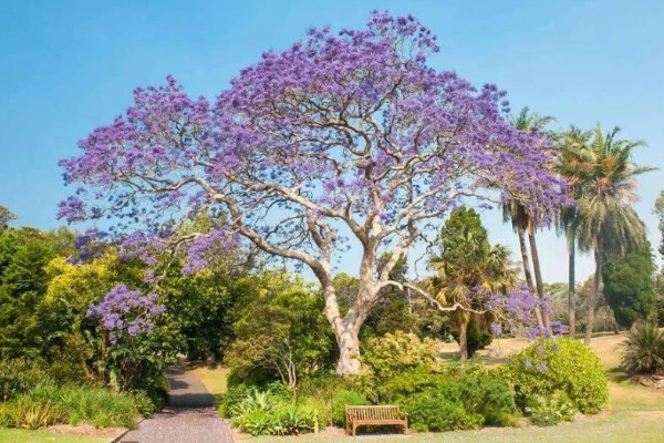 蓝楹花与蓝花楹的区别，二者没有区别