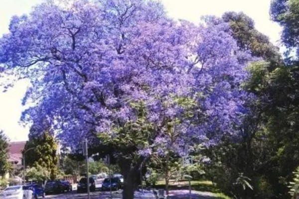 蓝楹花与蓝花楹的区别，二者没有区别