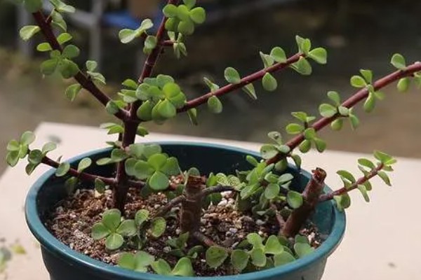 怎么让金枝玉叶爆盆，生长季节每隔半个月追肥一次